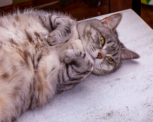 Playfull fluffy cat looks around