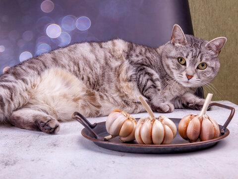 Beautiful grey cat lies on a table and looks at fresh garlic