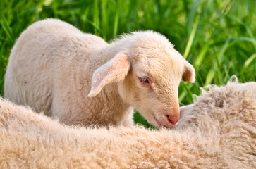 Obraz premium Closeup portrait of very cute, flurry wooly white lambs in the green grass