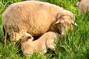 A very cute, flurry wooly white lamb with its mother in the green grass