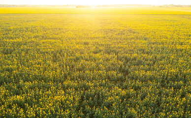 Blooming yellow rapeseed field aerial drone view photographed during a beautiful spring sunrise....