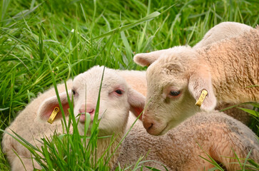 Naklejka premium Closeup portrait of very cute, flurry wooly white lambs in the green grass