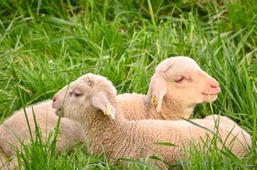 Naklejka na ściany i meble Closeup portrait of very cute, flurry wooly white lambs in the green grass