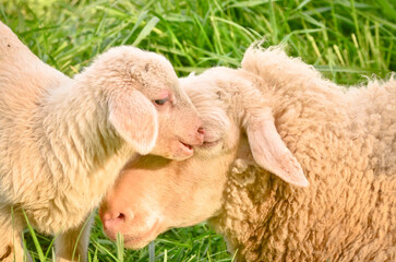 A very cute, flurry wooly white lamb with its mother in the green grass