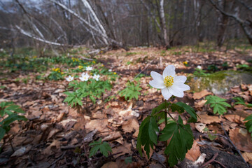 Anemonoides nemorosa (Anemone nemorosa, wood anemone) blooms in spring forest. Delicate white flowers in early spring