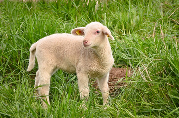 Closeup portrait of a  very cute, flurry wooly white lamb in the green grass