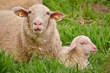 A very cute, flurry wooly white lamb with its mother in the green grass