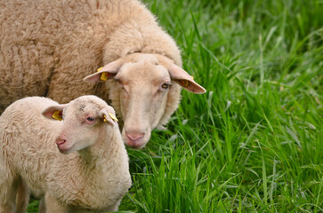 A very cute, flurry wooly white lamb with its mother in the green grass