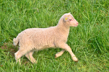Closeup portrait of a  very cute, flurry wooly white lamb in the green grass