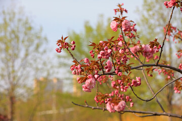 Beautiful cherry blossoms are in the park, North China