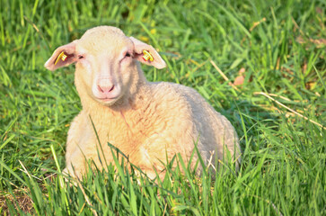 Closeup portrait of a  very cute, flurry wooly white lamb in the green grass