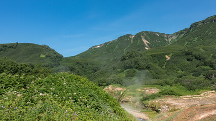 Lush green vegetation, wildflowers grow in the Valley of geysers. Steam is visible over a hot spring. A picturesque mountain range against a clear blue sky. Kamchatka