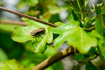 caterpillar on a leaf