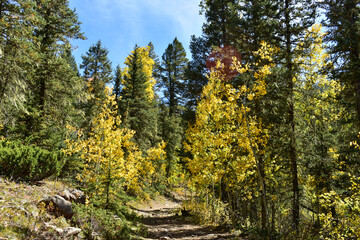 Fototapeta premium autumn in the forest