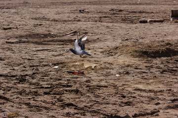 A closeup shot of birds flying over the litter on a cloudy sky background