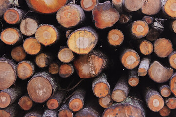 Stacked large log firewood with snow covered in forest reserve on wintertime