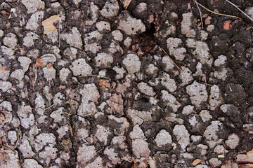 Stunning detailed close up of English tree bark pattern texture on an autumnal day