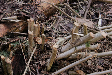 Branches regrow after trimming the tree - photo taken in late winter
