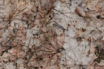 close up of dead leaves on floor