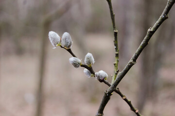 Beautiful pussy willow buds, flowers branches with rain drops background. Seasonal forest blooming spring vegetation. Opening buds of a waking bush or tree. Details and elements of nature.