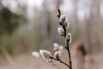 Beautiful pussy willow buds, flowers branches with rain drops background. Seasonal forest blooming spring vegetation. Opening buds of a waking bush or tree. Details and elements of nature.