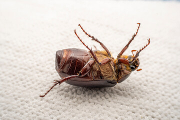 Coleoptera insect -- Scarab, North China
