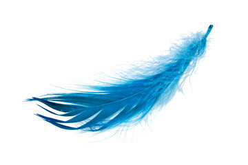 Blue elegant bird feather isolated on the white background
