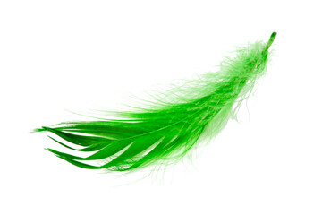 Green elegant bird feather isolated on the white background