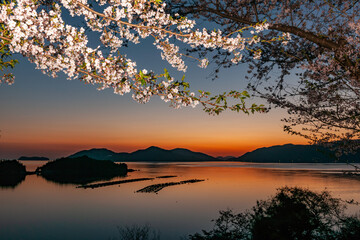 桜と夕陽