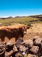 cow and calf