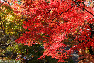 Fototapeta na wymiar 平林寺、真っ赤に色づいたモミジの葉