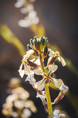 wasp on flower