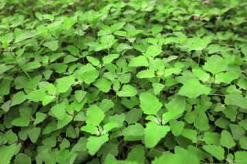 Wild green plants in woodland, North China