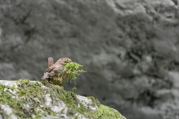 Nesting time for the Eurasian wren (Troglodytes troglodytes)
