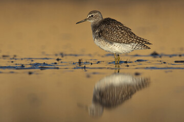 Wood sandpiper (Tringa glareola) searching food in the wetlands at sunset.