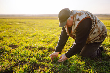 Young Green wheat seedlings in the hands of a farmer. Agriculture, organic gardening, planting or ecology concept.