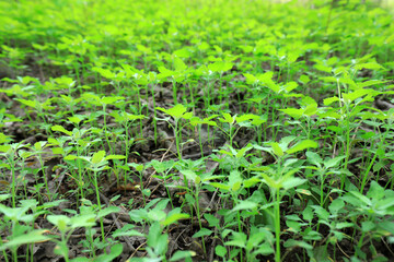 Wild green plants in woodland, North China