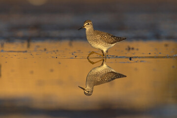 Wood sandpiper (Tringa glareola) searching food in the wetlands at sunset.