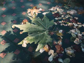 Leaf in water