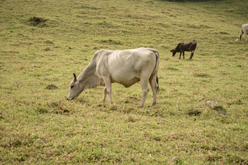 Toro, Vaca y Campo