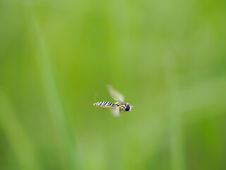 Macro shot of a flying Long Hoverfly (Sphaerophoria scripta) 
