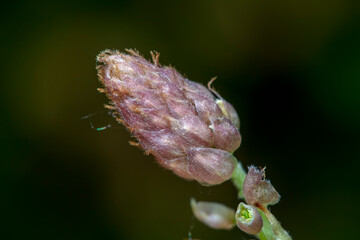 Beautiful Wisteria flower buds are in the botanical garden, North China