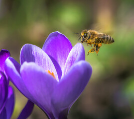 Bee flying to a purple crocus flower blossom