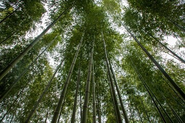 Naklejka premium 대나무숲