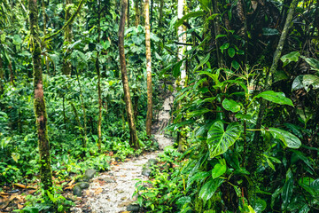 Naklejka na ściany i meble Hiking trail in Amazon Rainforest. Puyo, Ecuador. South America.