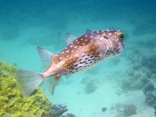 Puffer fish of the red sea