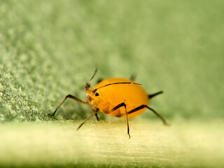 Pulgón amarillo. Oleander aphid or milkweed aphid. Aphis nerii.