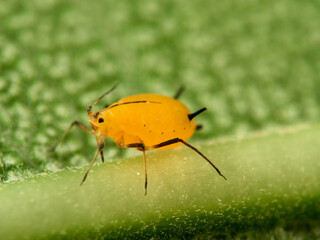 Pulgón amarillo. Oleander aphid or milkweed aphid. Aphis nerii.