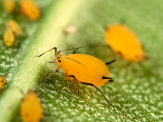Pulgón amarillo. Oleander aphid or milkweed aphid. Aphis nerii.