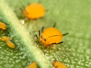 Pulgón amarillo. Oleander aphid or milkweed aphid. Aphis nerii.